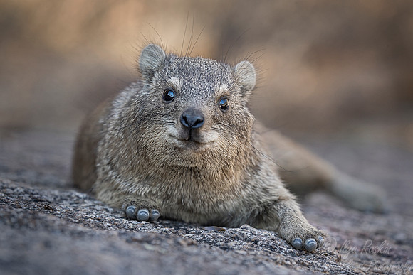 1191 Rock hyrax (Procavia capensis) - Central Namibia