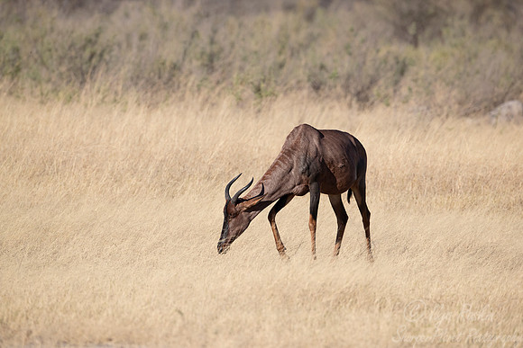 316 Common tsessebe (Damaliscus lunatus lunatus) - Moremi region Botswana