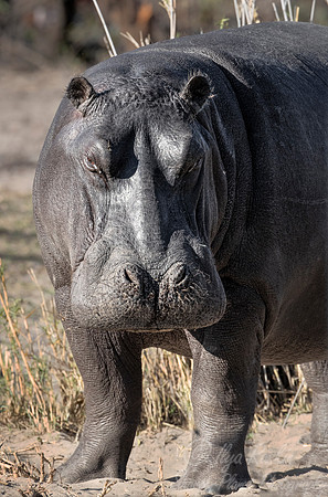 331 Hippopotamus (Hippopotamus amphibius) - Caprivi strip Namibia