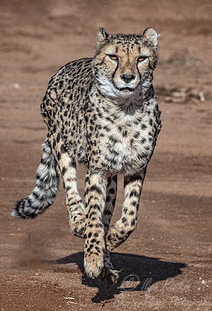 179 Cheetah (Acinonyx jubatus) - Namibia