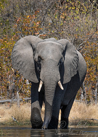 094 African Bush Elephant (Loxodonta africana) - Moremi region Botswana
