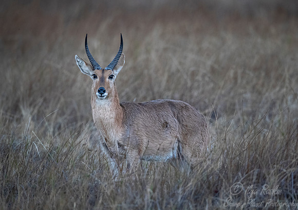 315 Common reedbuck (Redunca arundinum) - Moremi region Botswana