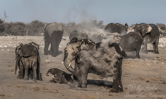 102 African Bush Elephants (Loxodonta africana) - Etosha NP Namibia