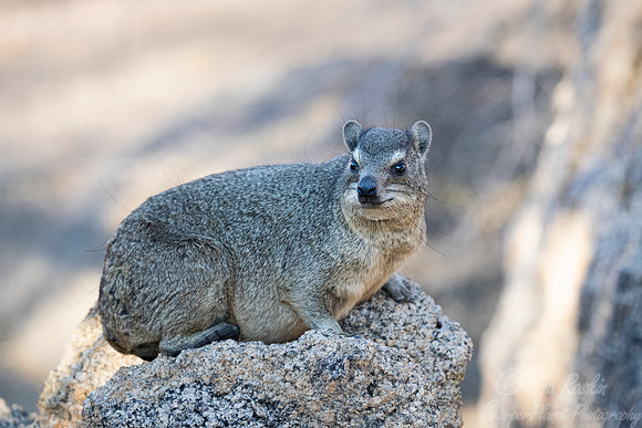 1193 Rock hyrax (Procavia capensis) - Central Namibia