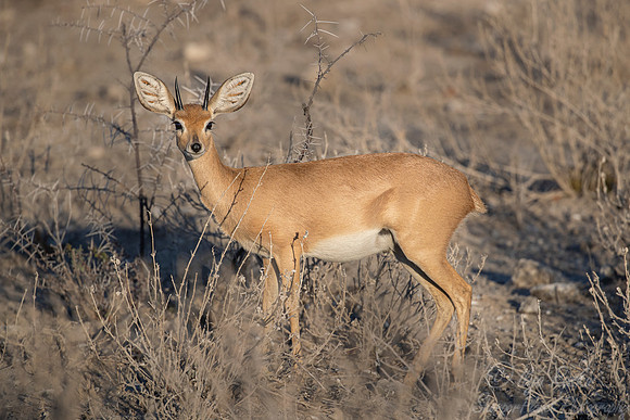 291 Steenbok (Raphicerus campestris) - Etosha NP Namibia