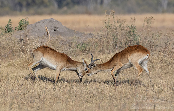 308 Red lechwes (Kobus leche) - Moremi region Botswana