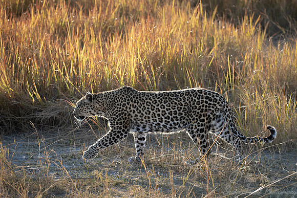 167 Leopard  (Panthera pardus) - Moremi region Botswana