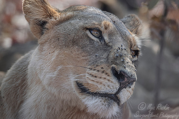 154 Lion (Panthera leo) - Moremi region Botswana
