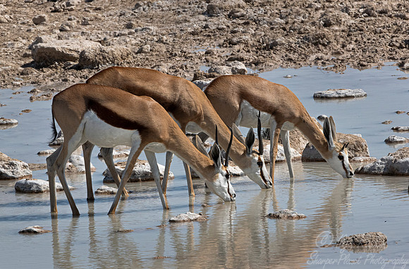 294 Springbok (Antidorcas marsupialis) - Etosha NP Namibia