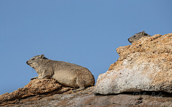 1192 Rock hyraxes (Procavia capensis) - Central Namibia