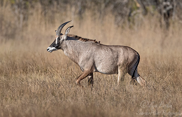 300 Roan antelope (Hippotragus equinus) - Mahango NP Namibia