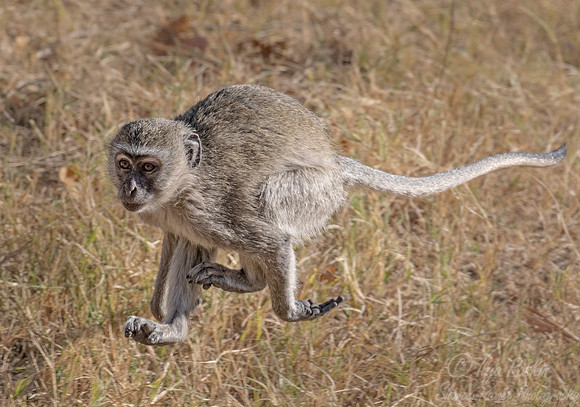 137 Vervet monkey (Chlorocebus pygerythrus) - Moremi region Botswana