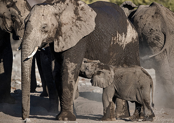 099 African Bush Elephants (Loxodonta africana) - Etosha NP Namibia