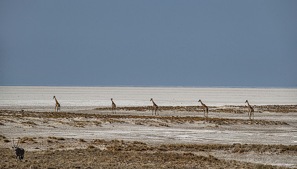323 South African or Cape giraffes (Giraffa camelopardalis giraffa) - Etosha NP Namibia