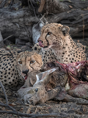 190 Cheetahs (Acinonyx jubatus) - Moremi region - Botswana
