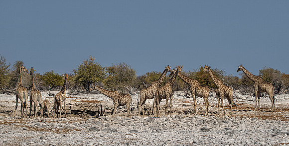 322 South African or Cape giraffes (Giraffa camelopardalis giraffa) - Etosha NP Namibia