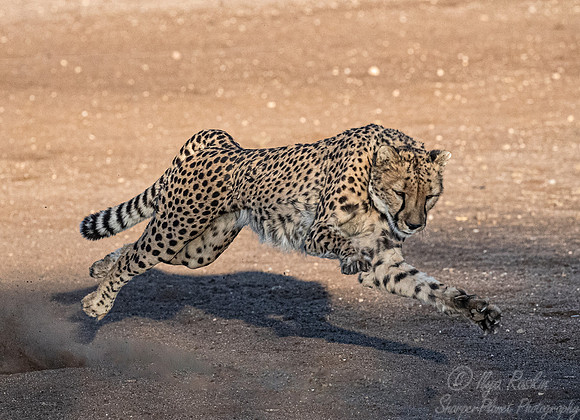181 Cheetah (Acinonyx jubatus) - Namibia