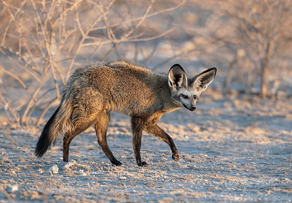 361 Bat-eared fox (Otocyon megalotis) - Moremi region - Botswana
