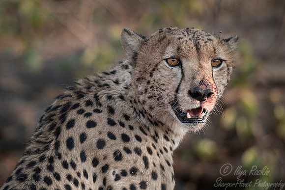 193 Cheetah (Acinonyx jubatus) - Moremi region - Botswana