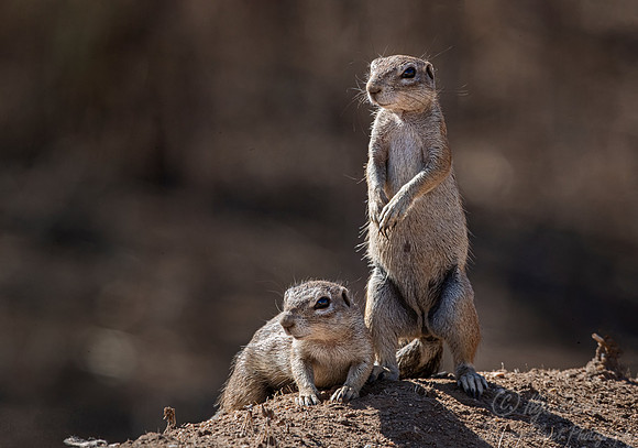 1199 Cape ground squirrel (Xerus inauris) - Namibia