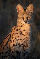 2019 Southern Africa - Mammals