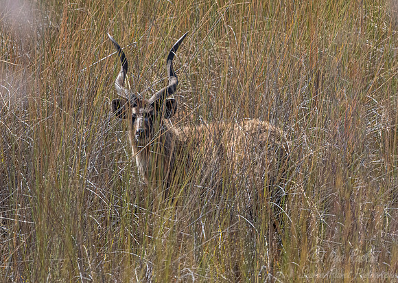 317 Sitatunga (Tragelaphus spekii) - Moremi region Botswana