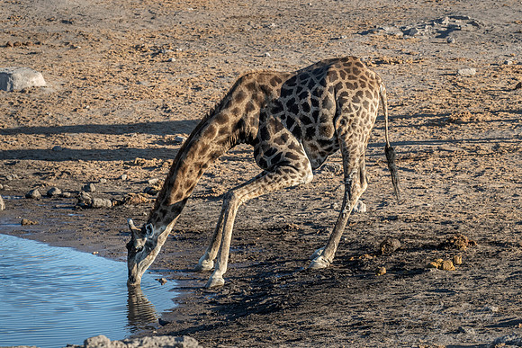 326 South African or Cape giraffe (Giraffa camelopardalis giraffa) - Etosha NP Namibia