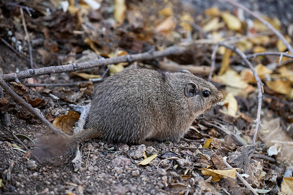 1197 Dassie rat (Petromus typicus) - Cenral Namibia