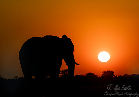 110 African Bush Elephants (Loxodonta africana) - Moremi region Botswana