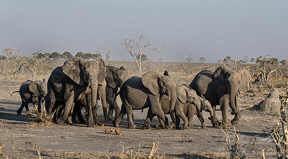 107 African Bush Elephants (Loxodonta africana) - Moremi region Botswana