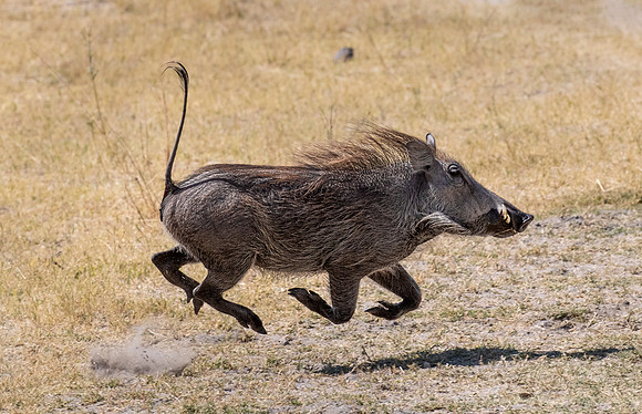 332 Common Warthog (Phacochoerus africanus) - Etosha NP Namibia