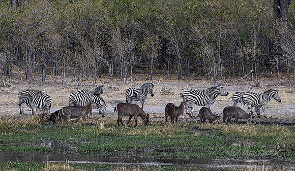 311 Waterbacks (Kobus ellipsiprymnuss) and Zebras - Moremi region Botswana