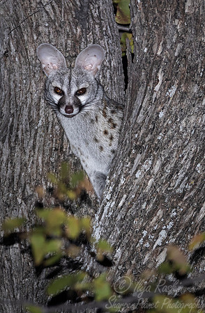 1196 Common genet (Genetta genetta) - Moremi region Boswana