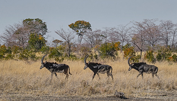 296 Sable antelope (Hippotragus niger) - Mahango NP Namibia