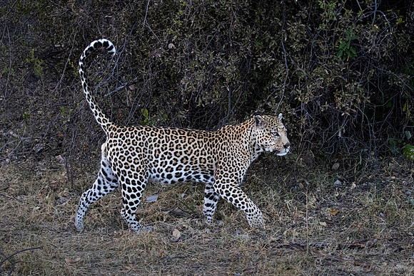 169 Leopard  (Panthera pardus) - Moremi region Botswana
