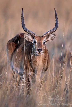 309 Red lechwe (Kobus leche) - Moremi region Botswana