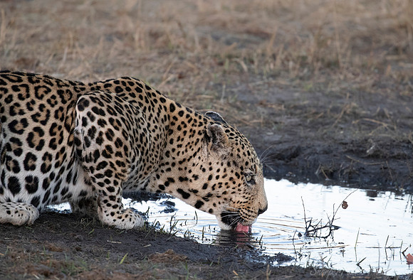 171 Leopard  (Panthera pardus) - Moremi region Botswana
