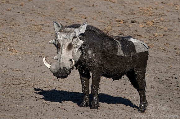 335 Common Warthog (Phacochoerus africanus) - Etosha NP Namibia