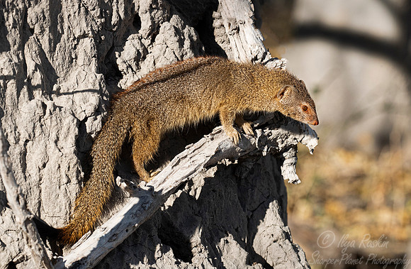 1195 Slender mongoose (Galerella sanguinea) - Moremi region Boswana