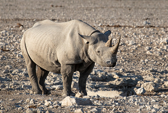 149 Black rhinoceros (Diceros bicornis) with Elephant - Etosha NP Namibia
