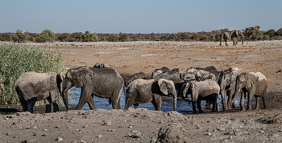 097 African Bush Elephants (Loxodonta africana) - Etosha NP Namibia