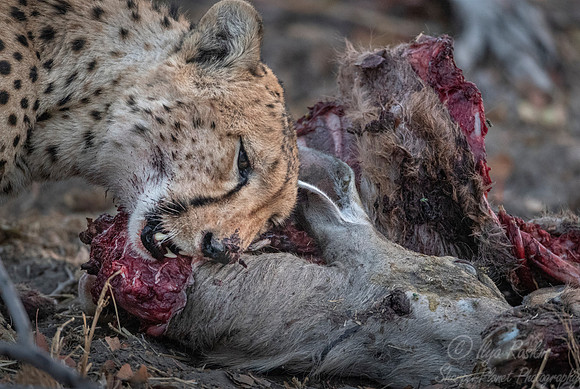 192 Cheetah (Acinonyx jubatus) - Moremi region - Botswana