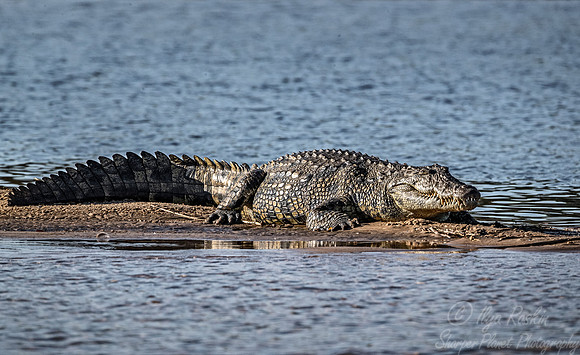 145 Nile crocodile (Crocodylus niloticus) - Caprivi strip Namibia