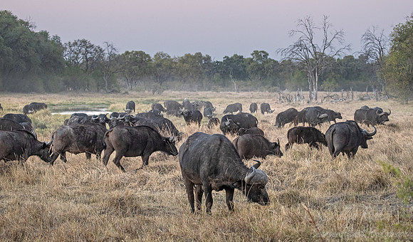 319 African or Cape buffalo (Syncerus caffer) - Moremi region Botswana