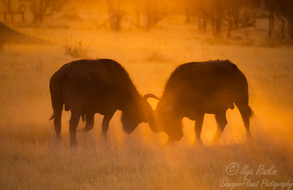 321 African or Cape buffalos (Syncerus caffer) - Moremi region Botswana