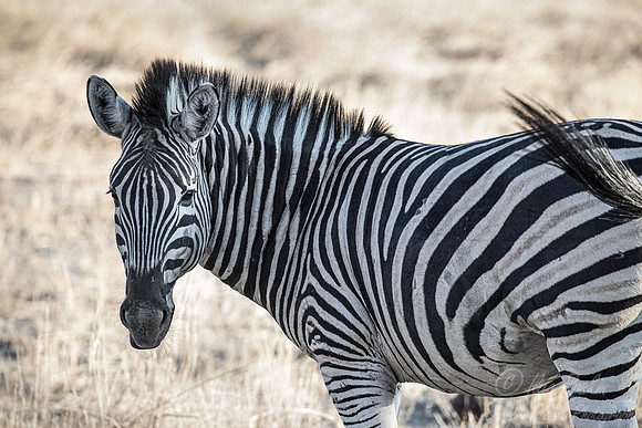 144 Burchell's zebra (Equus quagga burchellii) - Etosha NP Namibia