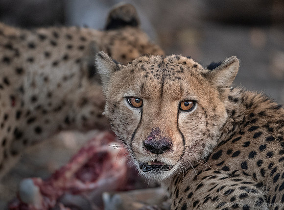 191 Cheetahs (Acinonyx jubatus) - Moremi region - Botswana