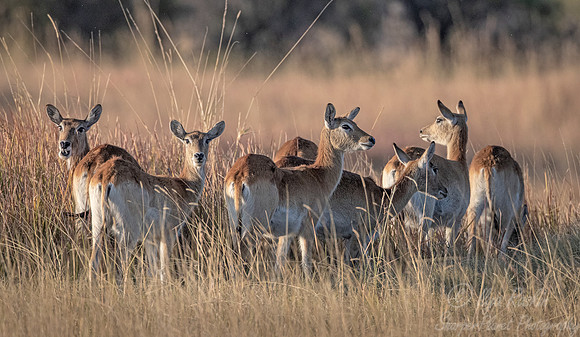 305 Red lechwes (Kobus leche) - Moremi region Botswana