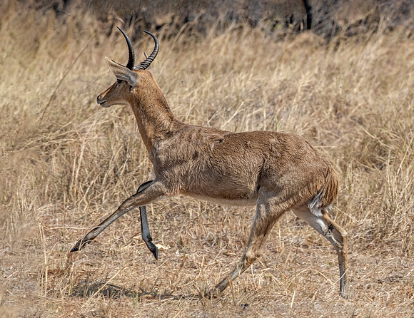 313 Common reedbuck (Redunca arundinum) - Moremi region Botswana