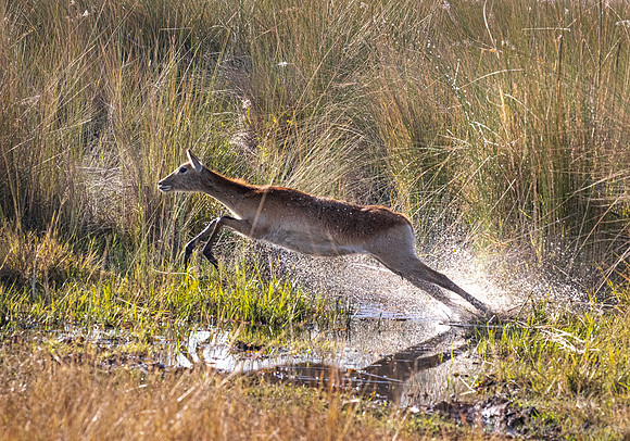 303 Red lechwe (Kobus leche) - Moremi region Botswana